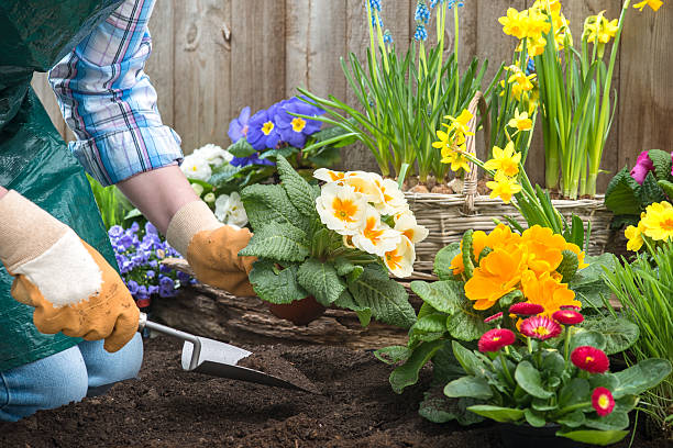 istock Gardener planting flowers 511555343