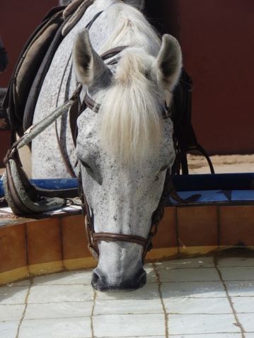 Closeup front view of a barb horse drinking in a trough