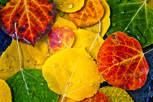 Álamo temblón hojas photo