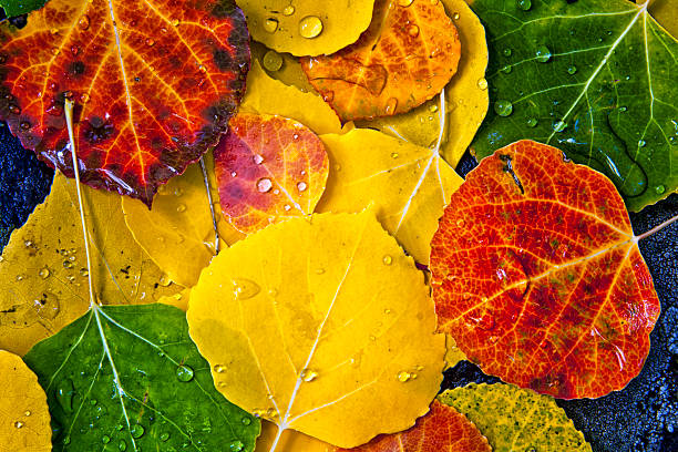 Aspen Tree Leaves Close up of fallen aspen tree leaves sitting on black rock with waterdrops from morning dew aspen tree stock pictures, royalty-free photos & images