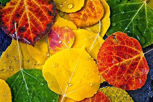 Close up of fallen aspen tree leaves sitting on black rock with waterdrops from morning dew