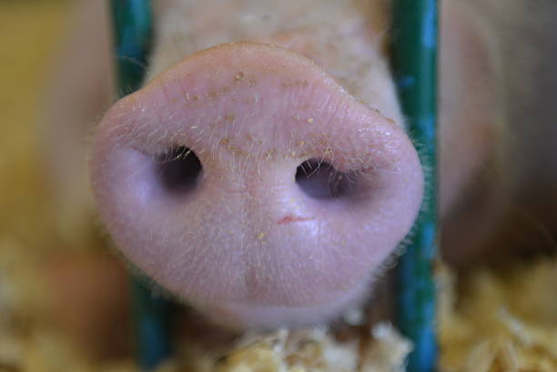 Pig Snout stock photo