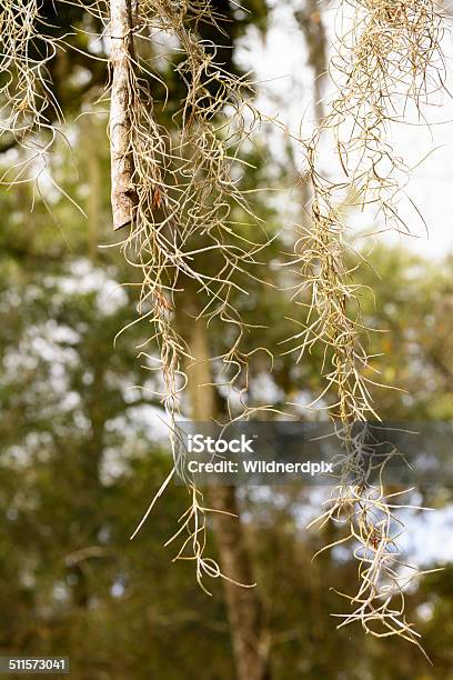 Close Up Of Spanish Moss Stock Photo - Download Image Now - Biology, Botany, Close-up