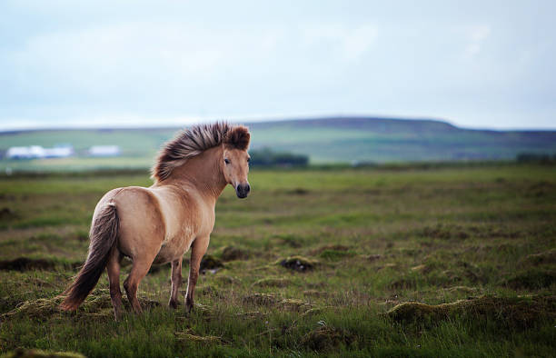 Cavalo Islandês - foto de acervo