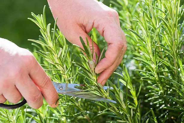 Woman gathers fresh rosemary herb in the garden