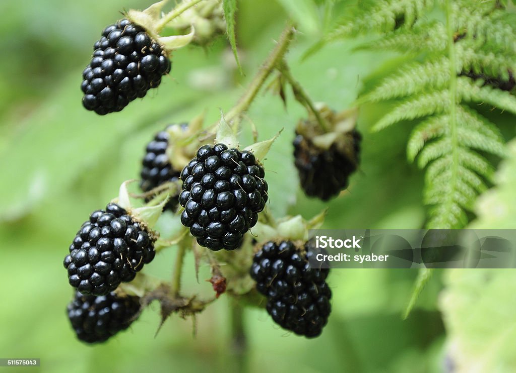 Baies de blackberry dans le bush - Photo de Mûre noire libre de droits