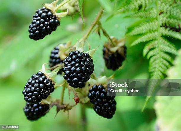 Photo libre de droit de Baies De Blackberry Dans Le Bush banque d'images et plus d'images libres de droit de Mûre noire - Mûre noire, Fruit, Plante