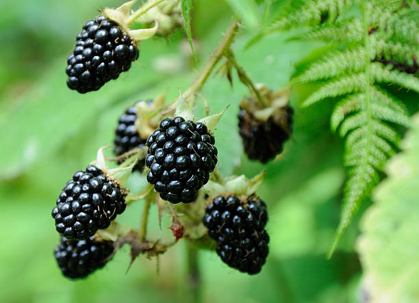 berries of blackberry on the bush big berries of blackberry on green background brambleberry stock pictures, royalty-free photos & images