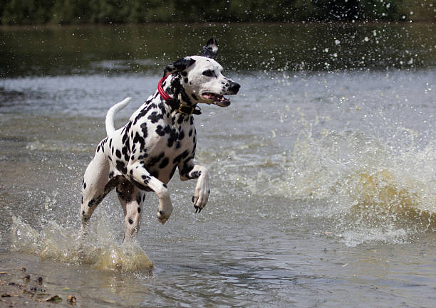 istock Dalmatian Dog running in water 511575117
