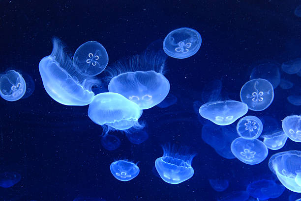 qualle - jellyfish translucent sea glowing stock-fotos und bilder