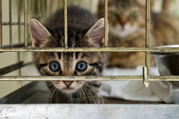 die citten blick aus dem käfig - windbreak stock-fotos und bilder