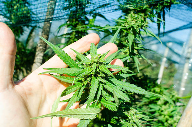 istock Medical marihuana bud in hands 511579154