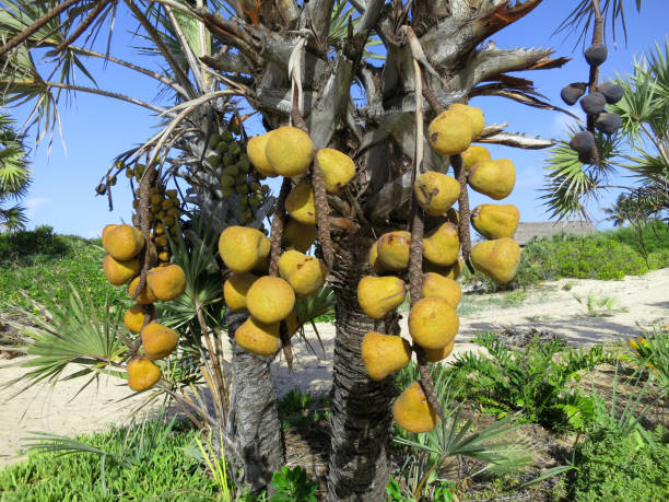 frutas da palmeira, hyphaene coriacea de leitão - palmeira dum - fotografias e filmes do acervo