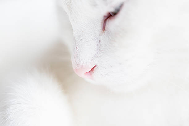 istock white domestic cat close up profile pink nose 511581964