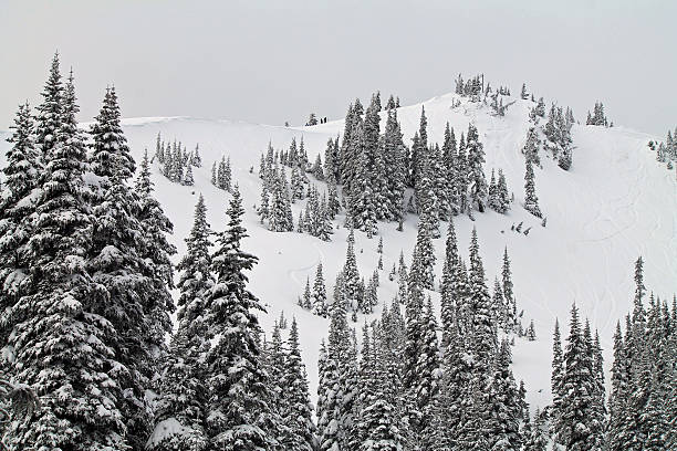 istock Snow Covered Hill with Snow Laden Evergreen Trees 511582142