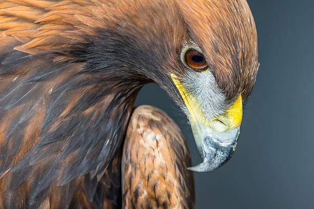 Golden Eagle profile portrait stock photo