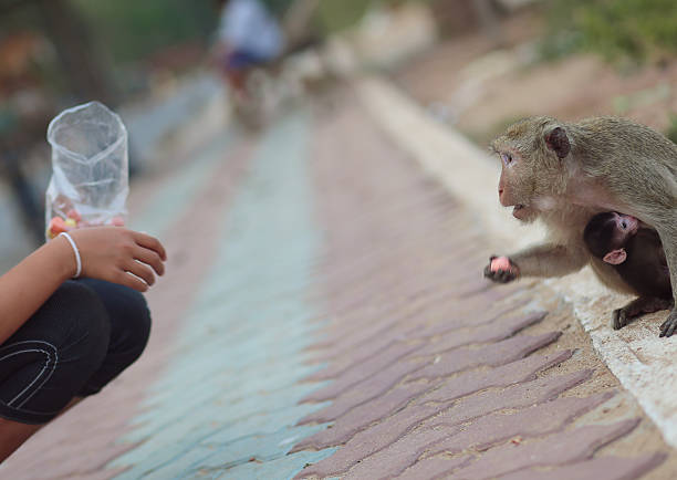 istock Monkey with baby getting food with copy space, Thailand 511585998