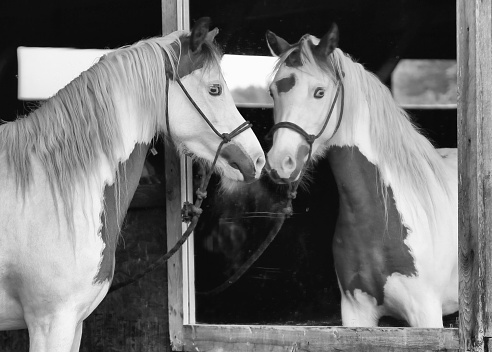 A cute pony looks at itself in mirror in black and white