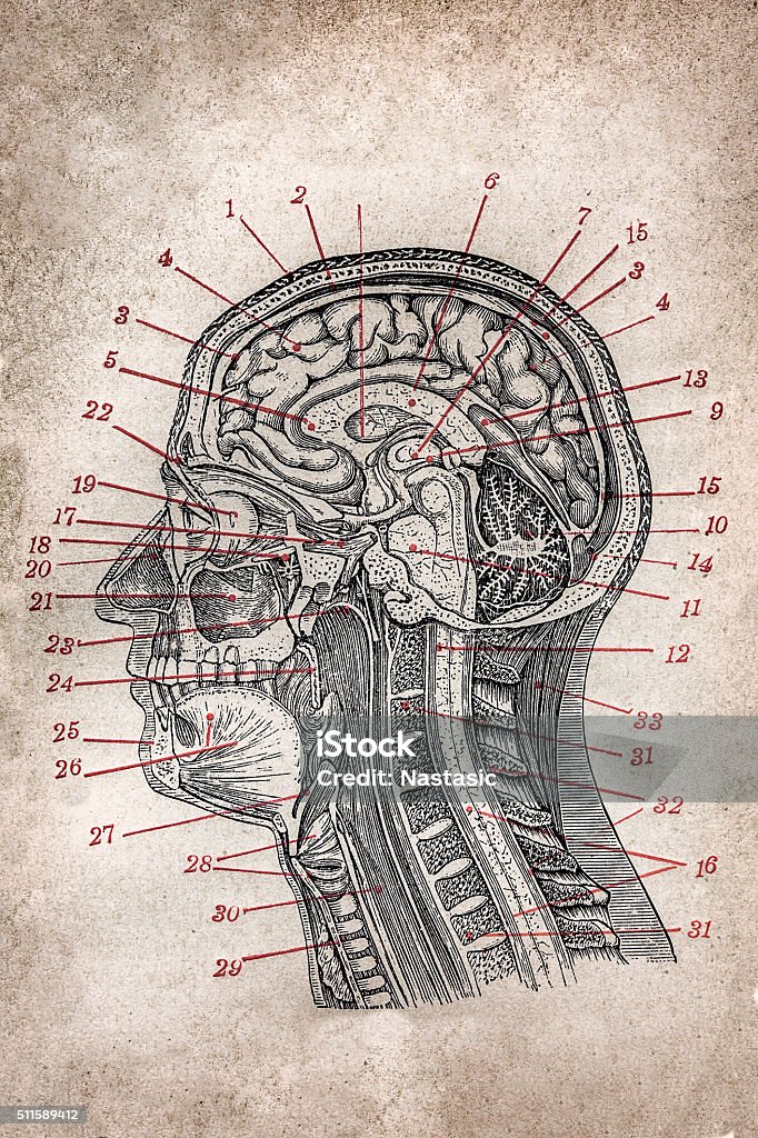 Head section Medical scientific illustration on yellow paper , section  section of head  Science stock illustration