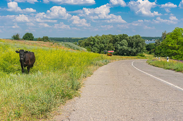 istock Tranquil summer landscape with rural road and two cows 511590270