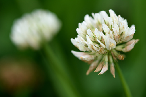 White flower of a delicate legume seen growing amongst grass in pasture, showing individual flowers in flower-head