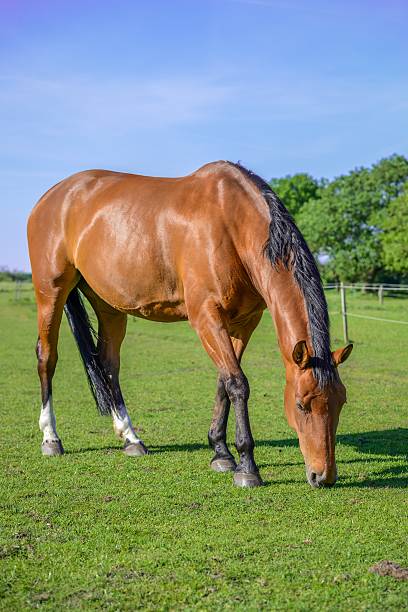Brown horse on green grass stock photo