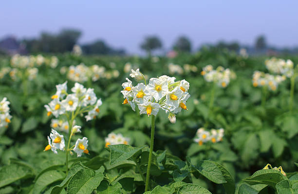 campo de florescimento batata - raw potato field agriculture flower imagens e fotografias de stock