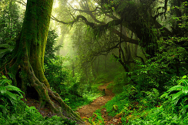 giungla tropicale - tropical rainforest travel beauty in nature environment foto e immagini stock