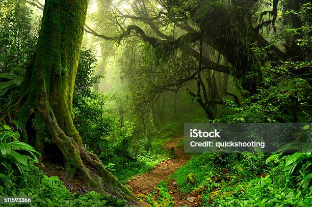 Tropical Jungle Stock Photo - Download Image Now - Rainforest, Forest, Footpath