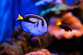 Blue Tang Fish Tropical Fish