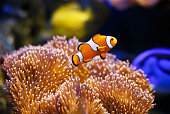 Clownfish with anemone coral