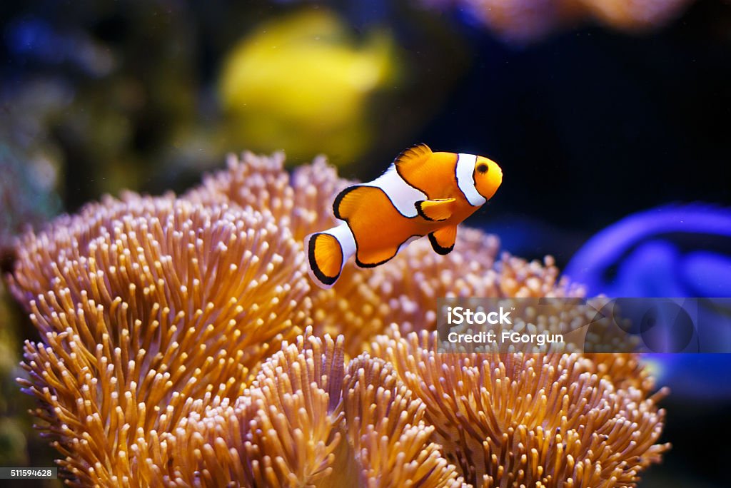 Clownfish with anemone coral Photo showing a clownfish pictured close-up, with sea anemone coral forming the background. Fish Stock Photo