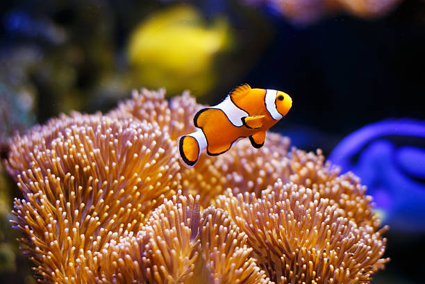 Clownfish with anemone coral Photo showing a clownfish pictured close-up, with sea anemone coral forming the background. damselfish stock pictures, royalty-free photos & images