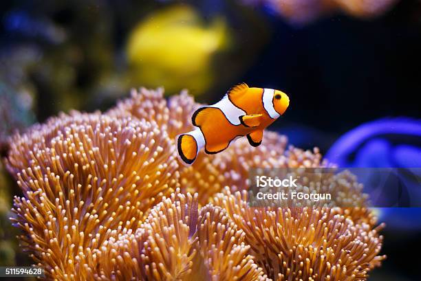 Clownfish With Anemone Coral Stock Photo - Download Image Now - Fish, Reef, Fish Tank