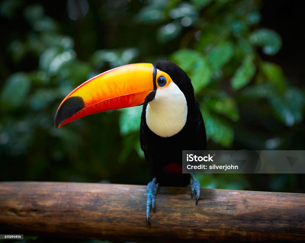 Tucano sulla filiale nella foresta tropicale del Brasile - Foto stock royalty-free di Regione Amazzonica