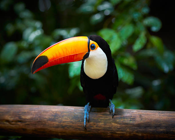 tucano sulla filiale nella foresta tropicale del brasile - animal eye bird nature animal head foto e immagini stock
