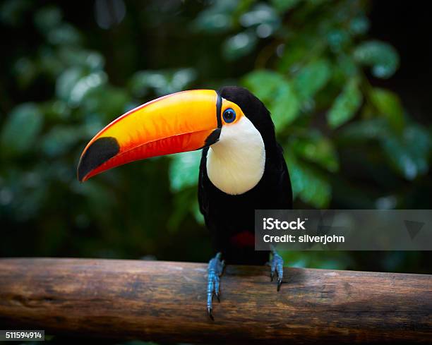 Toucan On The Branch In Tropical Forest Of Brazil Stock Photo - Download Image Now - Amazon Region, Toucan, Animal