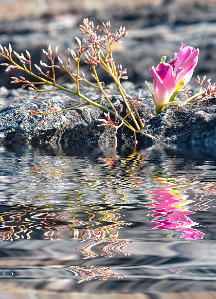 Water Ripple and reflections of Flora on water with beauty natural background