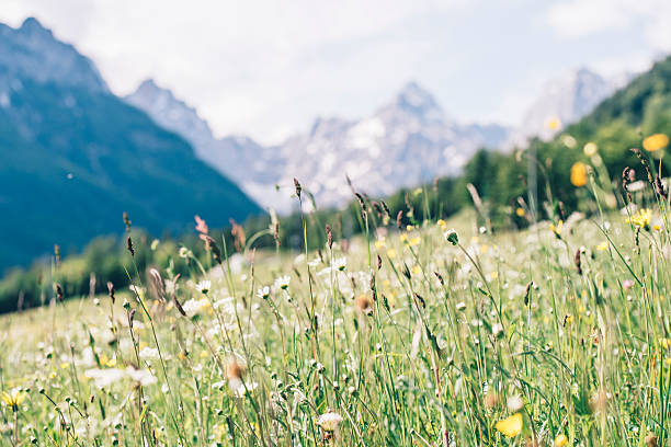 istock Beautiful nature of Slovenia 511597326