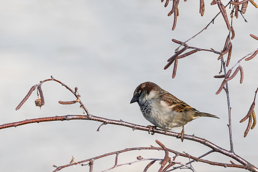 Close up view of a house sparrow standing on the tree