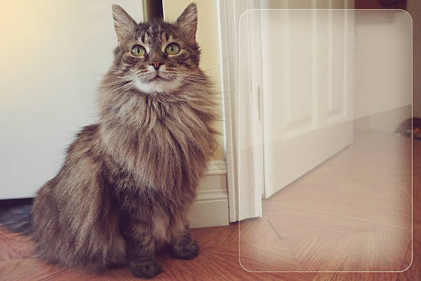 istock Cat Portrait - vintage style with copy space 511599560