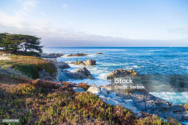 Seascape Of Monterey Bay And Cypress Trees At Sunset California Stock Photo - Download Image Now