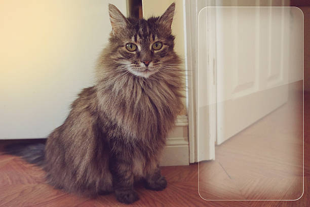 istock Cat Portrait - vintage style with copy space 511599716