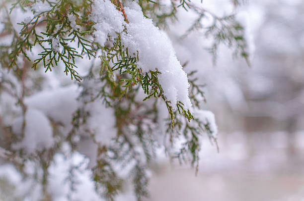 Snow-covered Thuja orientalis Snow-covered bushes of Thuja orientalis. thuja orientalis stock pictures, royalty-free photos & images