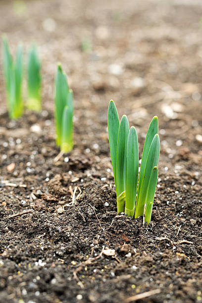 istock Spring flowers daffodils in early spring garden - vertical orientation 511602352