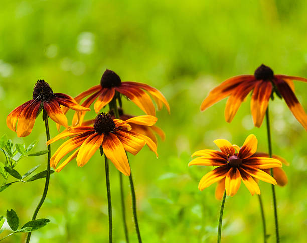 istock bright yellow garden flowers 511603498