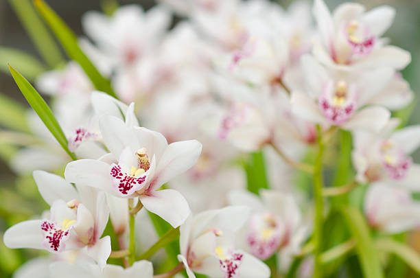 istock White orchidaceae with purple freckles 511605010