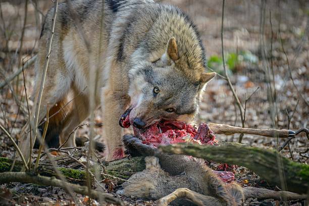 eating gray wolf in the forest stock photo