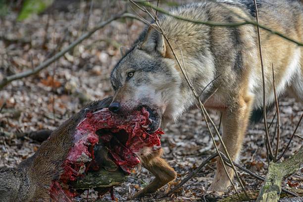 eating gray wolf in the forest stock photo