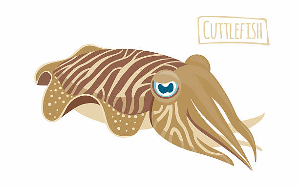 sepie - cuttlefish stock-grafiken, -clipart, -cartoons und -symbole